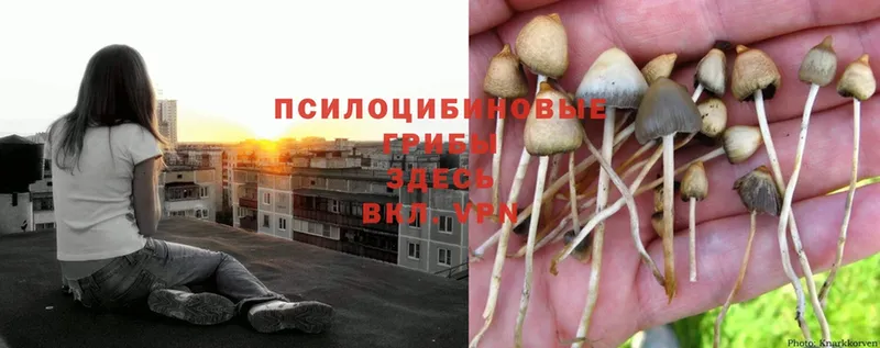 Галлюциногенные грибы Psilocybe  Алейск 